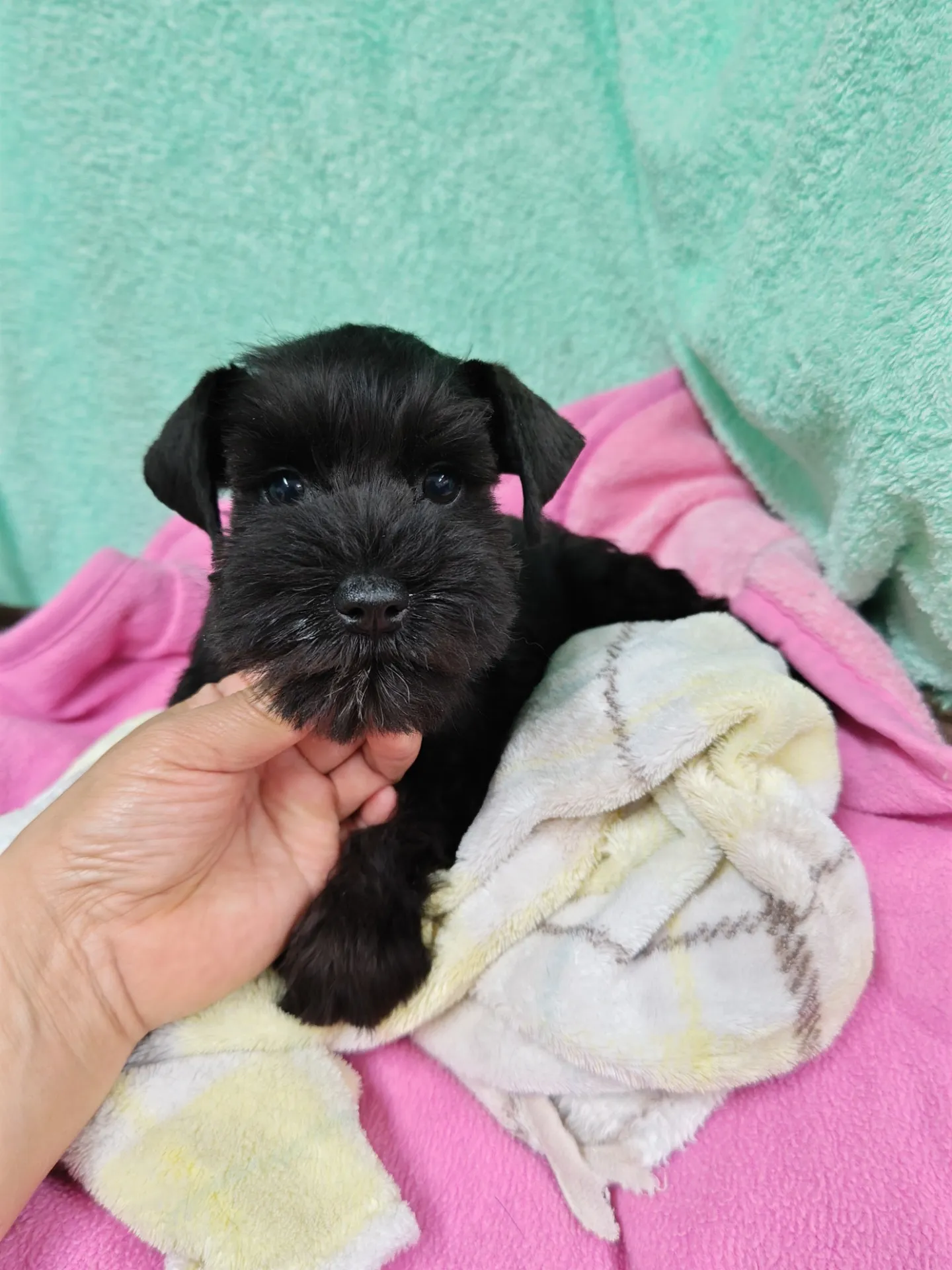 【ミニチュアシュナウザー】子犬紹介します。